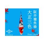 生き物 阪井養魚場 錦鯉 大正三色 当歳 1匹