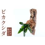 花 苗木 i620 ビカクシダ板付け コルク
