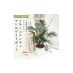 苗木 観葉植物 インテリア メキシコケンチャヤシ