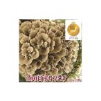 fu.... налог овощи вид .. . Gunma префектура Yoshioka блок 100 день ....500g×2 АО 1267432