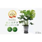 花 苗木 2026年3月上旬~発送 観葉植物