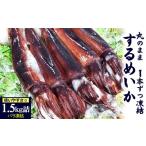 イカ スルメイカ 冷凍 約1.5kg