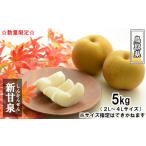 ふるさと納税 梨 鳥取県 日吉津村 鳥取県産 新甘泉梨 5kg