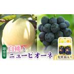 もも 先行受付 詰合せ 白桃とニューピオーネ