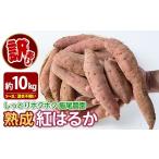 野菜類 サツマイモ 飯尾農園 紅はるか 約10kg