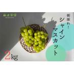 ぶどう マスカット シャインマスカット 約 2kg