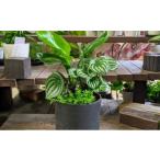 花 観葉植物の寄せ植えDX 4月~ 予定