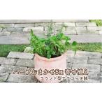 花 苗木 ハーブ 寄せ植え 5種