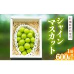 ぶどう マスカット 令和8年産 厳選 シャインマスカット 600g
