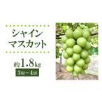 ふるさと納税 ぶどう マスカット 山形県 南陽市 令和7年産先行予約 シャインマスカット 1.8kg以上 (3〜4房 秀) 《令和7年9月上旬〜発送》 『フナヤマ農園』 …