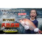 魚貝類 鯛 下処理なし 瀬戸内海産 朝1番水揚げされた天然真…