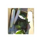 セット 詰合せ 冬のSAYURAN野菜セット