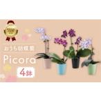 花 胡蝶蘭 4鉢セット 産直胡蝶蘭 ピコラ