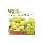 朝採れオーロラブラック 約1.2kg