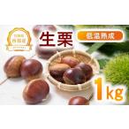 果物類 栗 低温熟成栗 生栗1kg 糖度2~3倍上昇