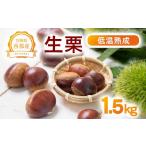 果物類 栗 低温熟成栗 生栗1.5kg 糖度2~3倍