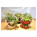 花 苗木 多肉植物寄せ植え栽培セット A633-1