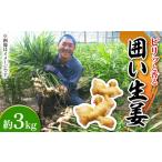 野菜類 薬味 南 囲い生姜 約 3kg