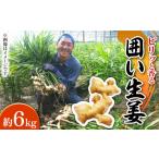 野菜類 薬味 南 囲い生姜 約 6kg