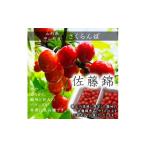 ショッピングふるさと納税 さくらんぼ ふるさと納税 山形県 中山町 【令和6年産先行受付】山形県中山町産 さくらんぼ＜佐藤錦＞秀品　500g×2P　約1kg　Lサイズ以上