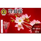 花 啓翁桜 60~80cm×10本 さとう農園