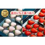 いちご 先行受付 定期便3回 紅白いちご食べ比べ