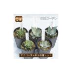花 苗木 多肉植物 インテリア アガベ 品種おまかせ5ポット…