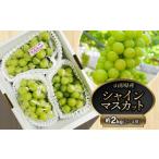 ショッピングふるさと納税 先行予約 ふるさと納税 ぶどう マスカット 山形県 鶴岡市  令和8年産先行予約 鶴岡市産 シャインマスカット 約2kg（2〜4房） 　齋藤農園（齋藤 英喜）
