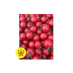 fu.... налог помидор мини помидоры Miyagi префектура гора изначальный блок гора. . изначальный. .. помидор ( полный TIKKA * маленький колокольчик. набор комплект ) 1342343