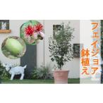 苗木 フェイジョアの鉢植え オリーブ柄テラコッタ鉢30cm