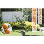 苗木 鉢植え 寧波金柑の木 大きめサイズ 1本