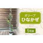 苗木 観葉植物 オリーブ 木 ひなかぜ 5号鉢