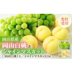 もも 先行受付 岡山白桃とシャインマスカット