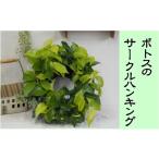 花 苗木 ポトスのサークルハンキング 植物