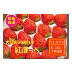 ふるさと納税 いちご 大阪府 河南町  紅ほっぺ プレミアムいちご ／ べにほっぺ いちご 苺 果物 フルーツ 大きい 大粒 特大 1粒40g 丁寧梱包 贈答用 ギフト プ…