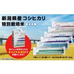 ふるさと納税 無洗米 