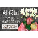 花 D426 金賞受賞 超希少 イエロー胡蝶蘭’日の出’小