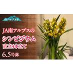 花 2026年発送 育ちのシンビジウム6.5号鉢