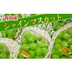 大粒 シャインマスカット セット 秀品 約5kg