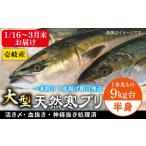 旬の鮮魚等 1 16~ 天然 寒ブリ 一本丸ものサイズ9キロ台