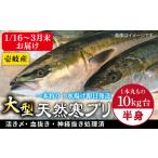 旬の鮮魚等 1 16~ 天然 寒ブリ 一本丸ものサイズ10キロ台