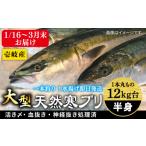 旬の鮮魚等 1 16~ 天然 寒ブリ 一本丸ものサイズ12キロ台