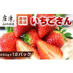 唐津産 いちごさん 約250g×12パック