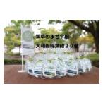 飴 あめ 薬草のまち宇陀 大和当帰葉飴 20個