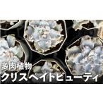 花 苗木 クリスペイトビューティ 多肉植物