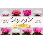 花 2026年12月~発送 にピッタリ シクラメン