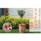 花 苗木 フェイジョア 鉢植え つぼ型鉢 植物
