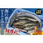 旬の鮮魚等 朝獲れ 海の恵みおまかせ詰め合わせセット 1kg