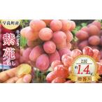 果物類 ぶどう 冬ぶどう紫苑 2房 1.4kg程度