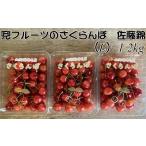 ふるさと納税 果物類 さくらんぼ 北海道 増毛町 8-014-020　兜フルーツのさくらんぼ 佐藤錦（L〜2L）1.2kg